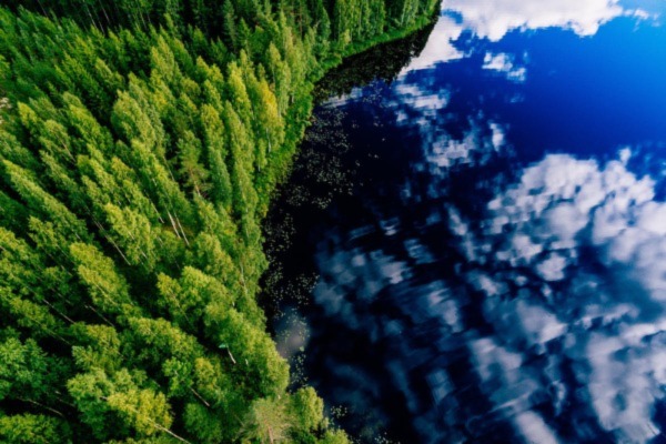 Overhead snapshot of forest filled with trees alongside a lake with the reflection of clouds in sky