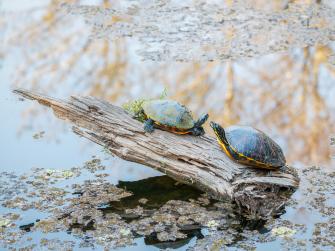 Two Turtles Perched On Log In Bog