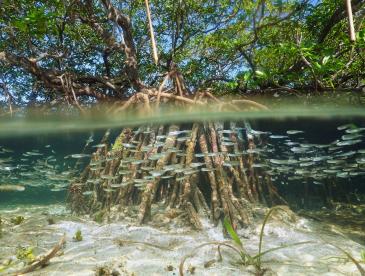View of Mangroves underwater in The Bahamas