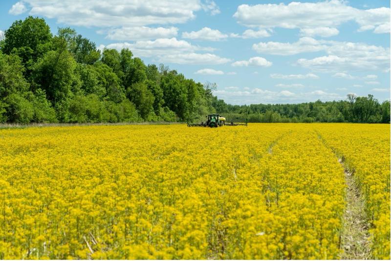 A tractor working in a large yellow-flowered field